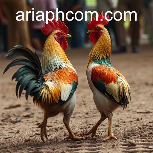 Exploring the Complex World of Cockfighting
